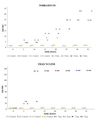 Mutational Evolution of Pseudomonas aeruginosa Resistance to Ribosome-Targeting Antibiotics